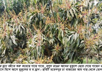 মহেশপুরে মুকুলে মুকুলে ভরে গেছে আম বাগান