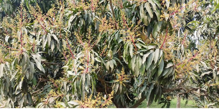 মহেশপুরে মুকুলে মুকুলে ভরে গেছে আম বাগান