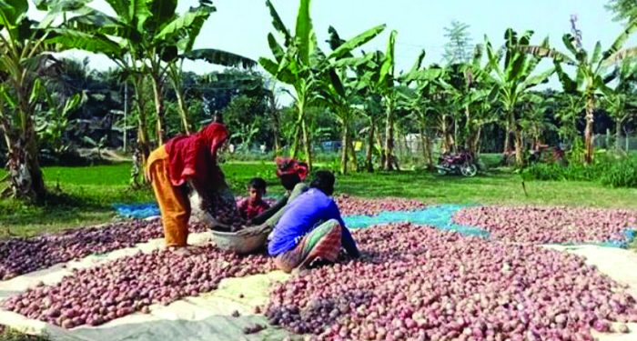 কুষ্টিয়ার দৌলতপুরে মুলকাটা পেঁয়াজের বাম্পার ফলন